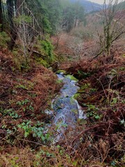 A stream running through the forestry