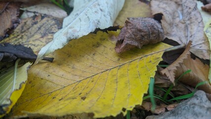 leaves on the ground