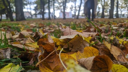 fallen autumn leaves