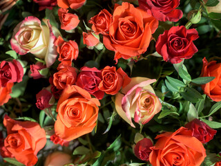 Bouquet of red, orange and yellow roses- a composition of multi-colored flowers. Background for a postcard.