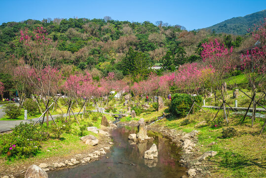 scenery of yangmingshan national park in taipei with cherry blossom