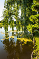 
Weeping willow tree, green branches bend low over a smooth surface of a pond  