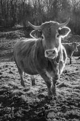 Voutezac (Corrèze, France) - Limousines au champ