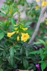 Yellow beautiful flowers on a branch with light green leaves. Landscaping design