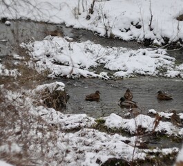 The mallard, wild duck (Anas platyrhynchos), dabbling duck at winter stream