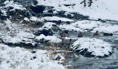 The mallard, wild duck (Anas platyrhynchos), dabbling duck at winter stream