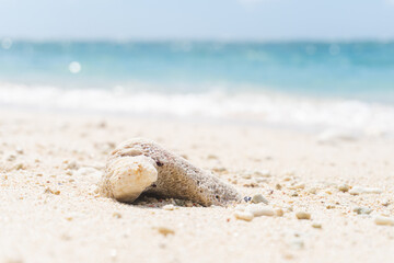 shell on the beach of Okinawa, Japan