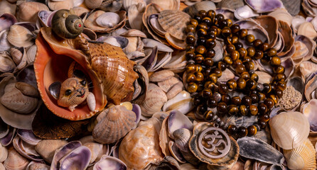 Buddhist prayer beads Mala are the conch shell on the sea rocks surrounded by sea shells. close-up color