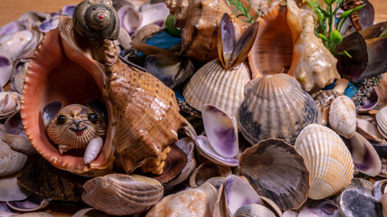 Buddhist prayer beads conch shell on the sea rocks surrounded by sea shells. close-up. color