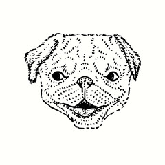 Cute dog, pug face. Ink black and white drawing. Vector illustration