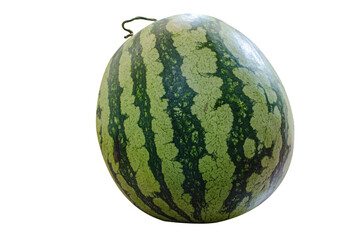 Big watermelon isolated on white background die cut full size