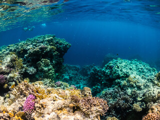 Fototapeta na wymiar Colorful underwater view of coral reef in Red sea