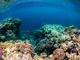 Fototapeta na wymiar Colorful underwater view of coral reef in Red sea