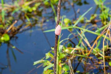 The eggs of the sherry shells are hanging on the branches.