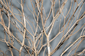 dry trees on a white background concept to stop global warming