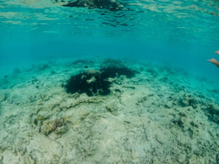Fototapeta na wymiar Photo of black urchins living on sandy bottom of Red sea