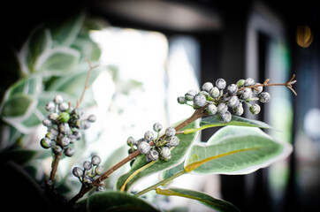 Berry sprig with green leaves, blackberry, blueberry in Cafe restaurant