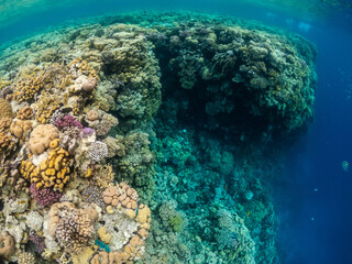 Naklejka na ściany i meble Amazing underwater life in colorful coral reef of Red sea