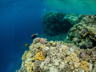 Fototapeta na wymiar Amazing underwater life in colorful coral reef of Red sea