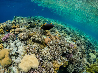 Amazing underwater life in colorful coral reef of Red sea