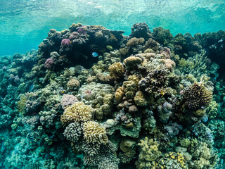 Fototapeta na wymiar Amazing underwater life in colorful coral reef of Red sea
