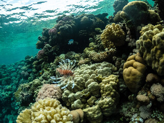 Fototapeta na wymiar Underwater view of beautiful zebra fish or striped lionfish at coral reef