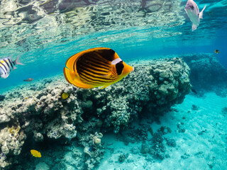 Fototapeta na wymiar Amazing exotic yellow fishes in coral reef of Red sea