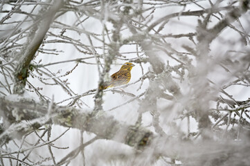 Yellow-hammer sitting in frozen tree in Sweden