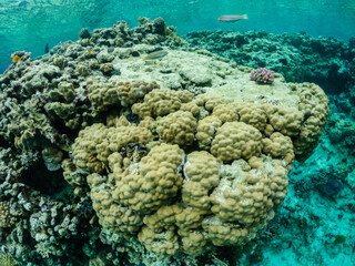 Naklejka na ściany i meble Amazing colorful coral reef with exotic fishes of Red sea