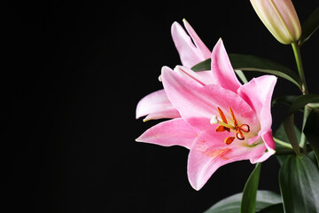 Beautiful lilies on dark background