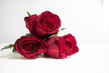 Red rose on a white background. A beautiful romantic flower, a symbol of love. Space for your text