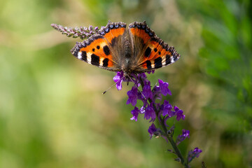Small tortoiseshell butterfly on purple toadflax