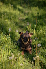 stray dog with black and brown fur ​​walking through nature close to the forest. cute mixed breed pet