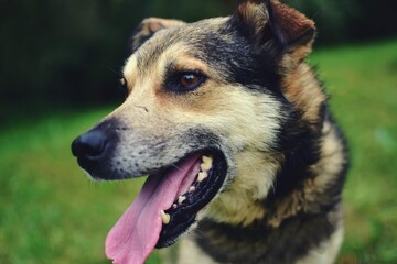 stray dog with black and brown fur ​​walking through nature close to the forest. cute mixed breed pet