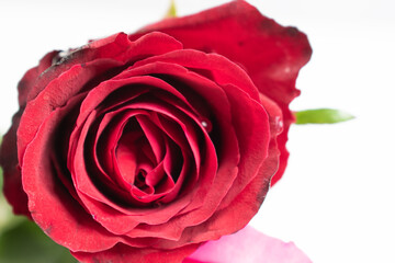 Red rose on a white background. A beautiful romantic flower, a symbol of love. Space for your text