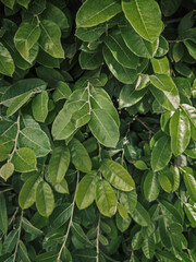 Fototapeta premium close up of green natual leaves of a bush