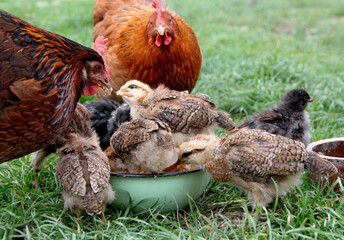 Mother hens with chickens in the spring garden while feeding .Domestic, free range welfare breeding. Natural poultry farming.  Portrait cllose up. Vlaska, old traditional breed