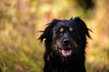 stray dog with black and brown fur ​​walking through nature close to the forest. cute mixed breed pet