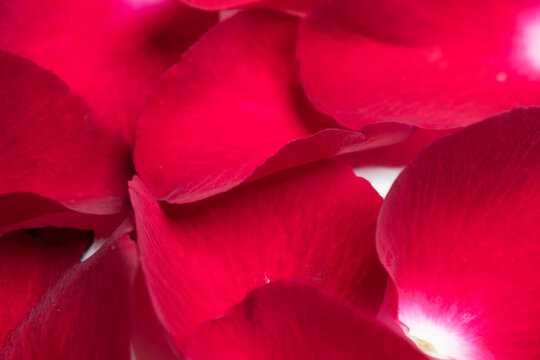 Close up red rose petal background