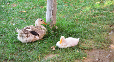 Mother goose and its baby sit under tree near water.