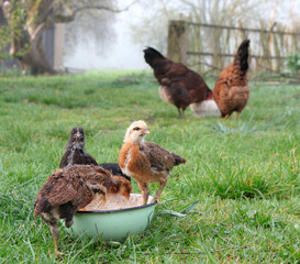 Chickens in the spring garden while feeding, two weeks old. Domestic, free range welfare breeding. Natural poultry farming in the garden, on the green grass
