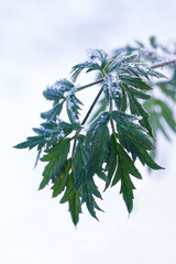 green leaf with frost