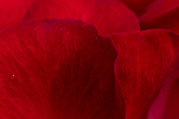 Close up red rose petal background