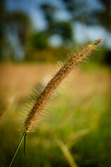 Grass flowers on mountain warm color tone during mid day. Blurred background for wallpaper and nature concepts