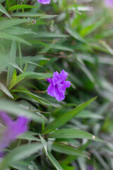 Purple flowers on a green background.  Spring and summer background.  Landscape design