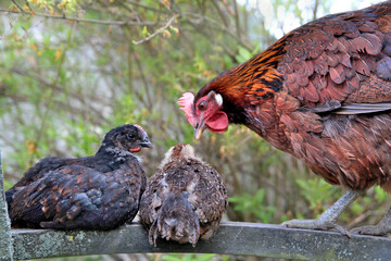 A hen during a private conversation with her chickens on a chair in the garden. Breed Vlaska. Domestic, free range welfare breeding. Natural poultry farming in the garden. Funny hen. 