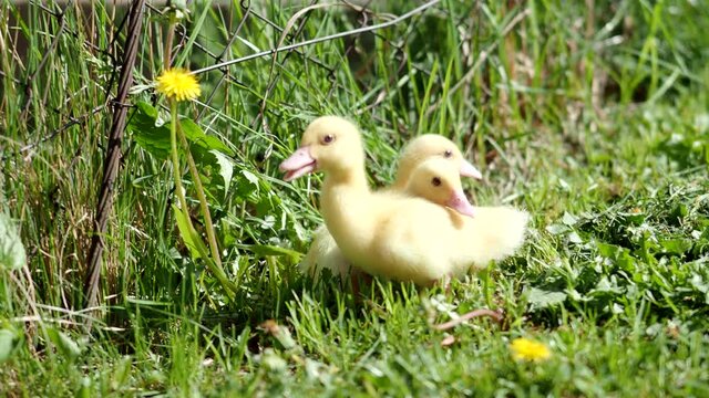 Three small fluffy ducklings outdoor in 4K VIDEO. Yellow baby duck birds on spring green grass discovers life. Organic farming, animal rights, back to nature concept.
