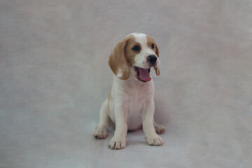 studio portrait of little purebred Beagle puppy dog pet with smiing face  funny facial expression on gray background