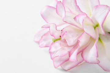 Fototapeta na wymiar Beautiful lily on white background