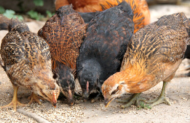 Chickens when feeding. Domestic, free range, welfare breeding. Natural poultry farming. Portrait of chickens close up.